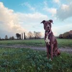 Experiencing a Pitbull Bite: A Survivor's Tale