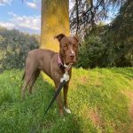 How to Respond if a Pitbull Strikes: Essential Advice